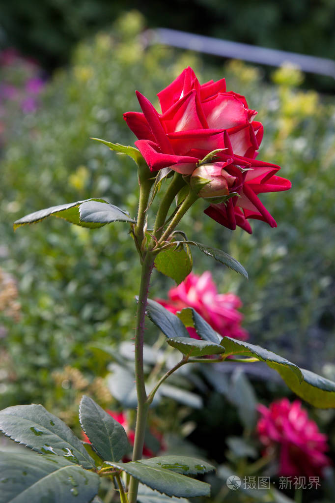 花园里生长着美丽的红玫瑰丛