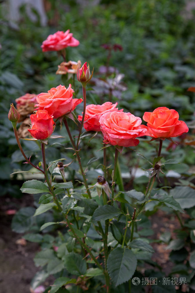 花园里生长着美丽的玫瑰丛