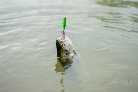 上钩.钓到鳟鱼了.接得好.近距离捕捉陷阱中的鱼.鱼饵勺钓鱼配件.