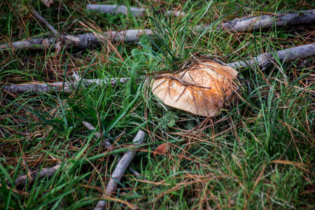 蘑菇狩猎.藏红花牛奶帽又名红松蘑菇又名乳菇.