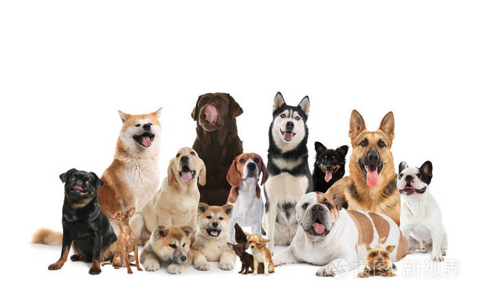 一群可爱的狗在白色的背景上