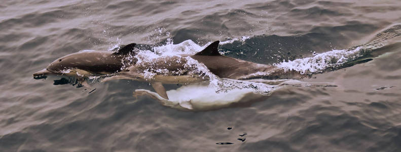常见的海豚图片