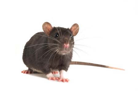 一只可爱的灰色老鼠,留着长长的胡子,看着镜框.照片