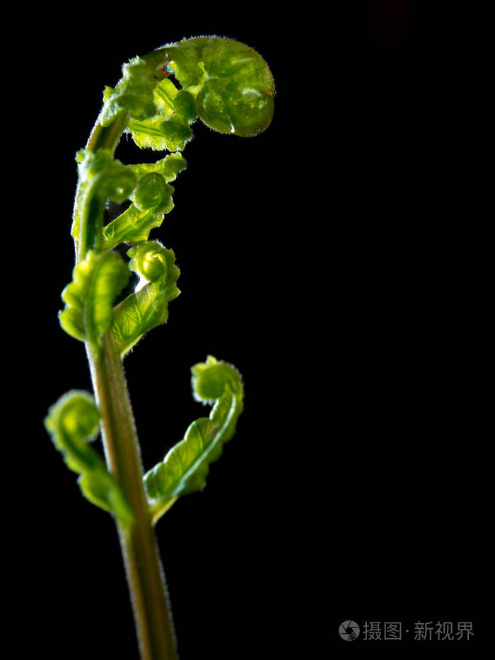 黑底蕨芽叶