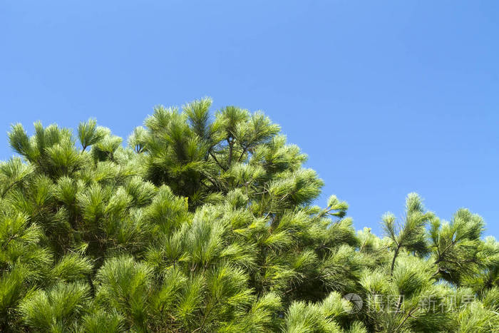 自然 特写镜头 松木 长的 植物学 细枝 阳光 植物 松科