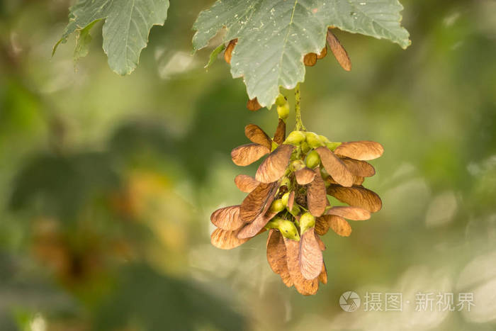 枫树的成熟种子挂在树枝上
