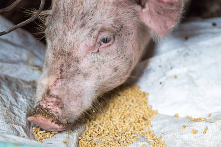 猪食传统养猪场的猪食群照片