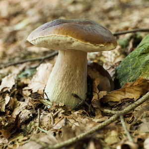 美味佳肴,野生小圆面包,p照片