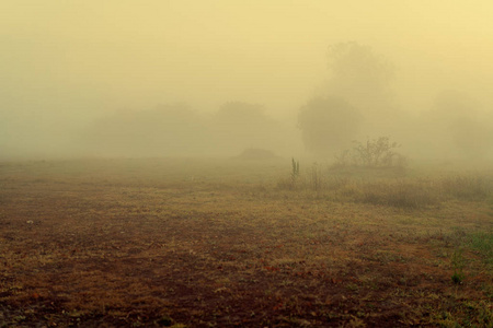 乡村清晨有雾图片
