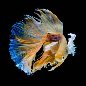 尾斗鱼纹理图片-尾斗鱼纹理素材-尾斗鱼纹理插画-摄图新视界