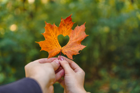 黄枫叶在手,心在中间照片