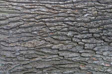 橡树树皮纹理.坚硬粗糙的木质表面图案.橡木背景.宏特写.照片