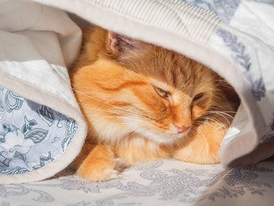 可爱的姜黄色的猫躺在床上的毯子下.毛茸茸的宠物舒服地睡着了.