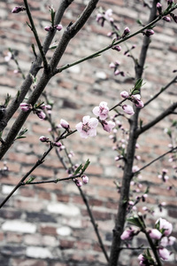 砖墙背景树枝上的粉红色花朵图片