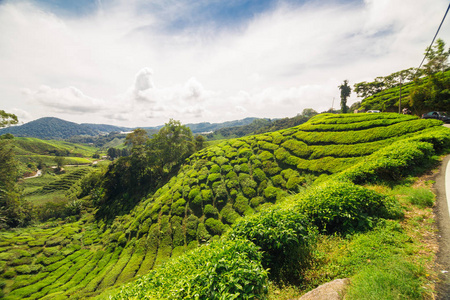 卡梅隆山丘陵茶园地图片