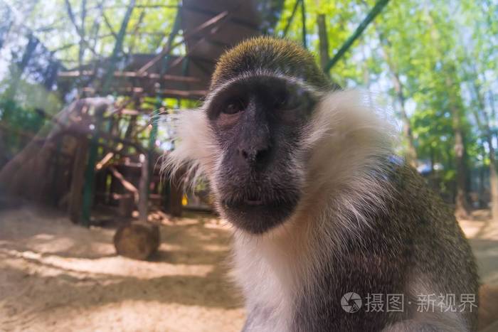 猴眼脸鼻可爱生活