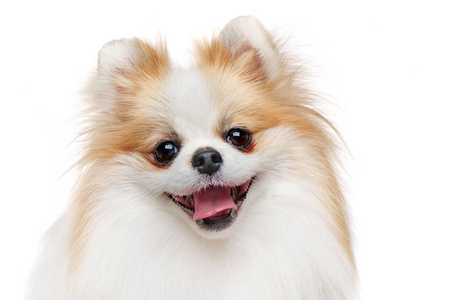 一只漂亮的白色斯皮茨狗的头颅照片