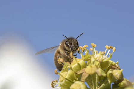 常春藤花上的常春藤蜜蜂图片
