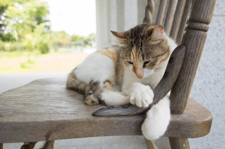 瞌睡猫图片