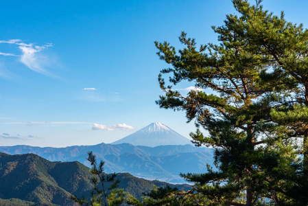风景秀丽,前景松林,背景是蓝天白云.