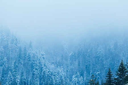 山上的森林被雪和雾覆盖着图片