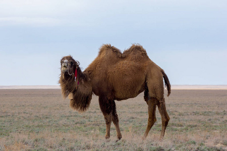 双峰骆驼图片