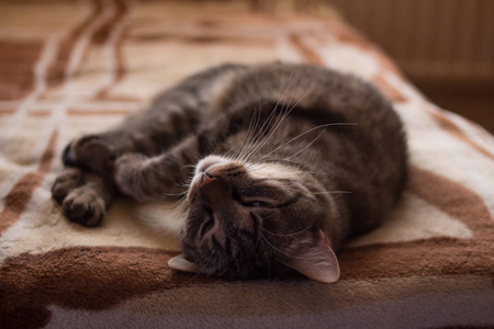 条纹猫睡在床上图片