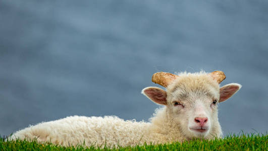 绵羊在绿油油的草地上看着镜头图片