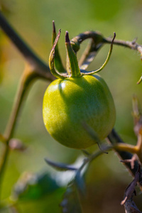 种植蔬菜绿色西红柿特写图片