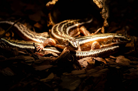 四线蜥蜴,四线环带蜥蜴.照片