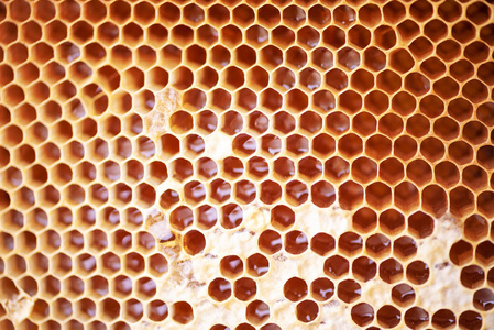 木质框架,蜂巢里装满蜂蜜.设计背景特写.宏.蜂蜜蜂窝照片
