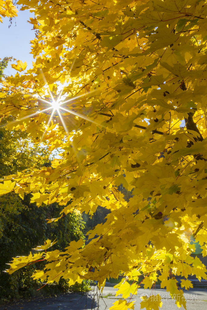 黄色的枫叶特写阳光穿过树叶