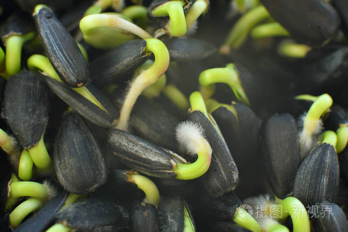 向日葵芽微绿树叶背景发芽蔬菜是用优质有机植物种子在亚麻垫上发芽的