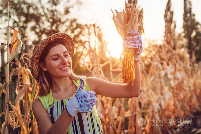 玉米作物正在收割玉米的年轻女农民拿着秋玉米芯的工人农业和园艺