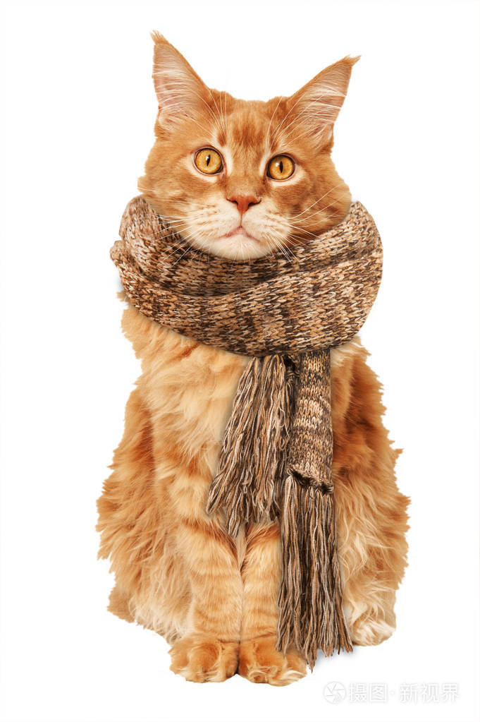 缅因州浣熊猫戴着温暖的围巾