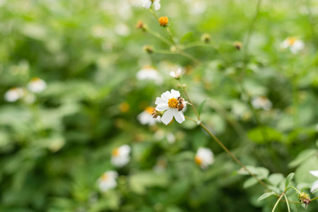 小白花背景景观图片