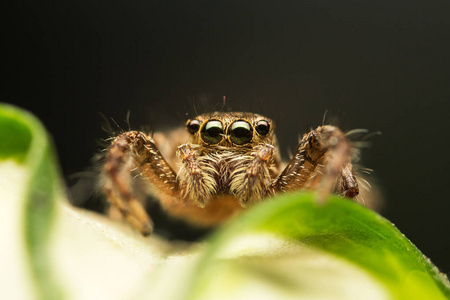跳跳蜘蛛的超宏观图像(盐蛛科),高倍放大照片