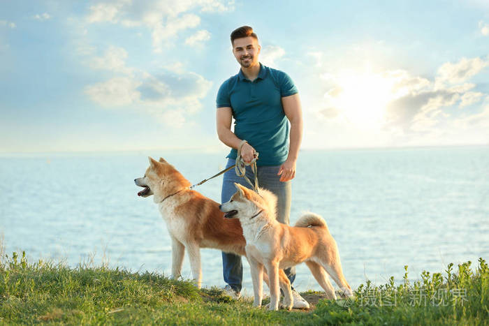 一个年轻人在河边遛着可爱的秋田犬