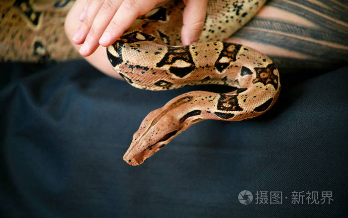女性手拿蛇部分女性身体靠近女人手里拿着大蟒蛇异国情调的热带冷血