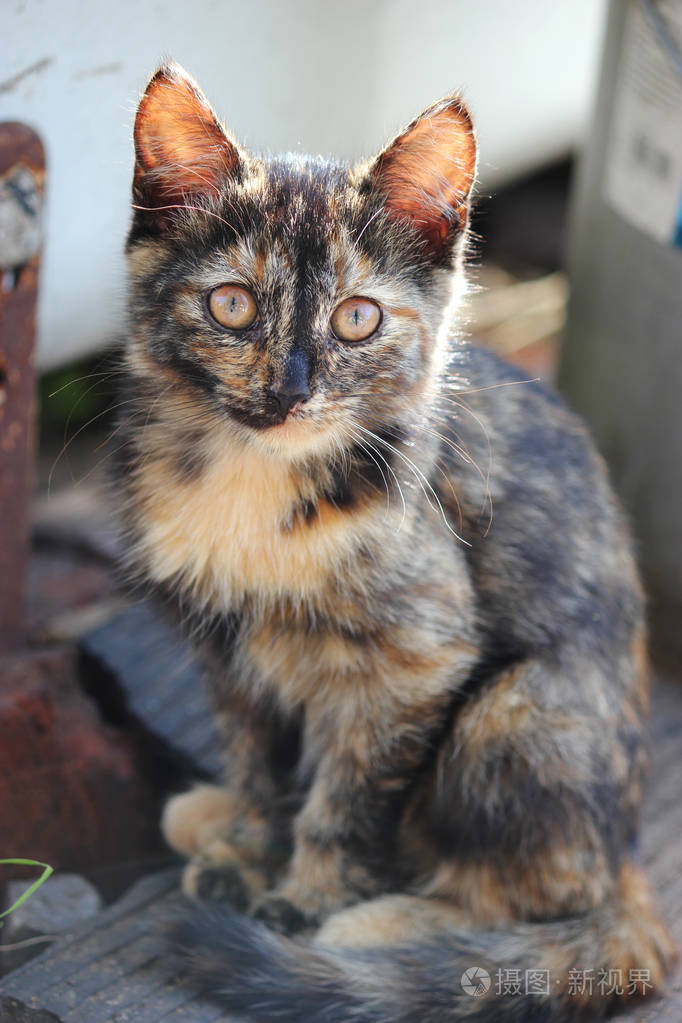 可爱的五颜六色小猫年轻的猫向前看