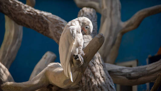 坐在树上照顾羽毛的白鹦鹉图片