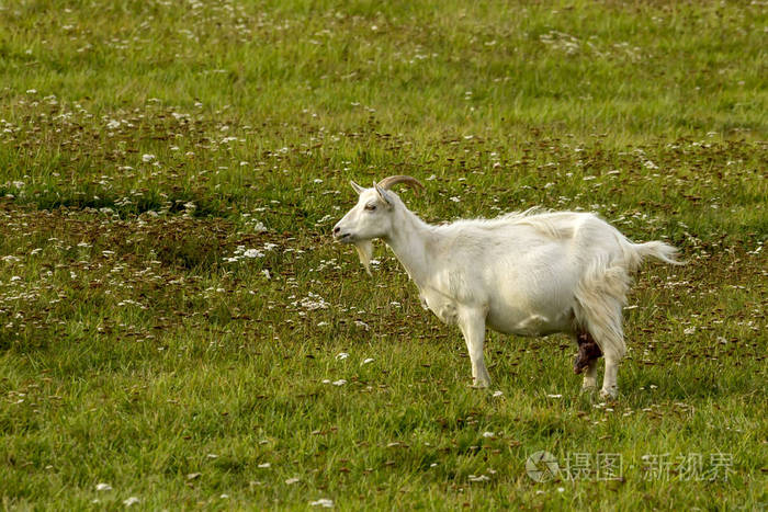 繁殖 动物 乳制品 农场 幽默 哺乳动物 颜色 山羊 放牧