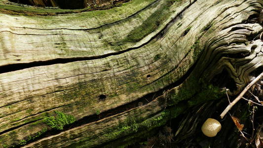 森林里一棵老树的遗骸图片