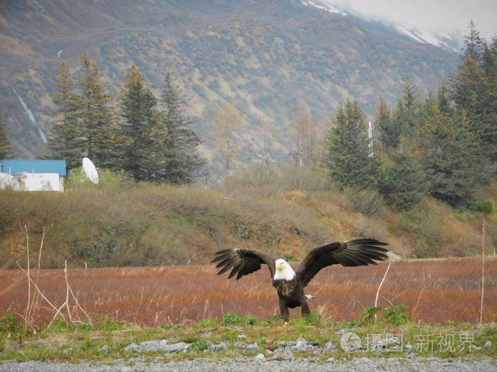 阿拉斯加 自然 翅膀 羽毛 野生动物 战斗 旅行 荒野 飞行