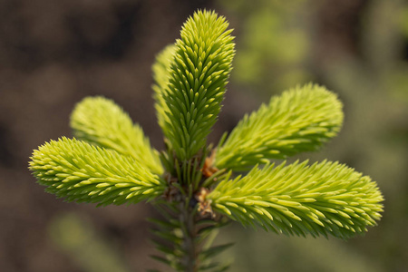 针叶绿色植物图片