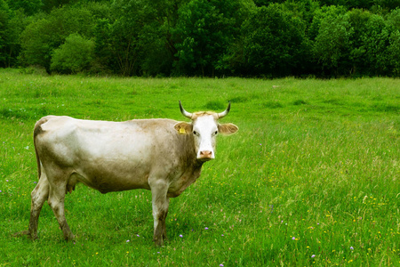 一头普通的吃草的母牛看着镜头图片