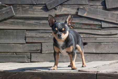 狗在公园里散步.吉娃娃的黑棕白颜色.照片