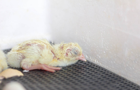 孵化器中的小鸡,刚孵出的,仍湿的小鸡,选择性聚焦照片