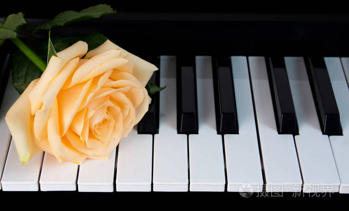 钢琴上一朵美丽的裸体玫瑰庆祝祝贺音乐戏剧国际妇女节母亲节浪漫爱情