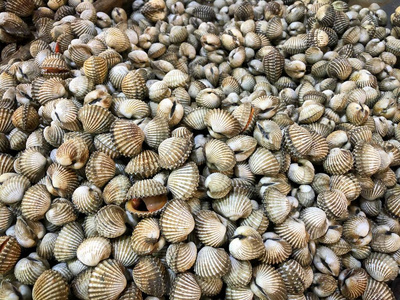 spa采用西西里盐水中的风车(马萨拉)大白海鳊许多盐水鱼在意大利领班